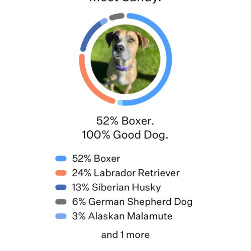 Enlarge Sandy, a Adoptable mixed breed in Coachella, CA image 5/5