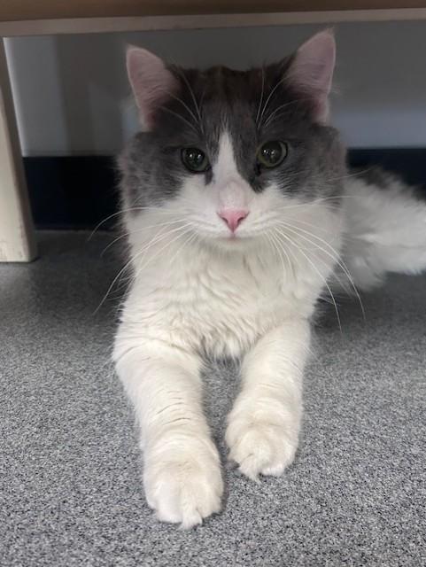 Isaac, ADOPTABLE, Young Male Domestic Medium Hair.