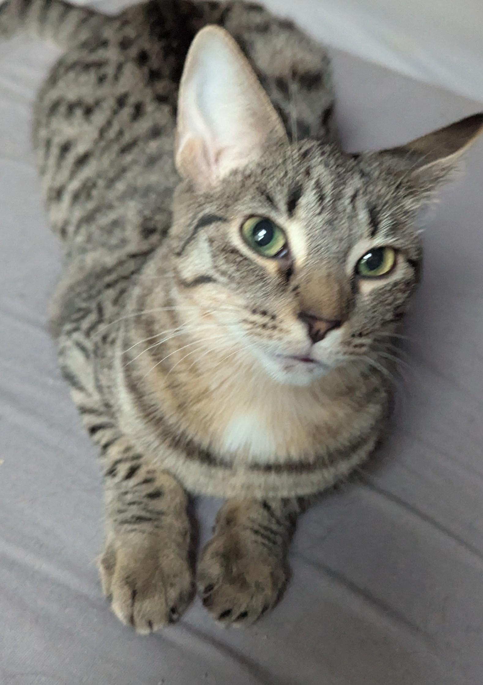 Lady Jessica, a Adoptable Tabby in Livonia, MI image 5/6