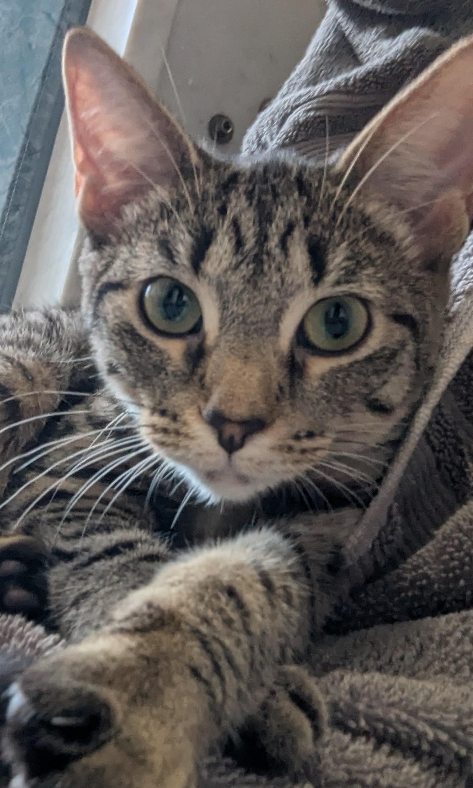 Lady Jessica, a Adoptable Tabby in Livonia, MI image 3/6