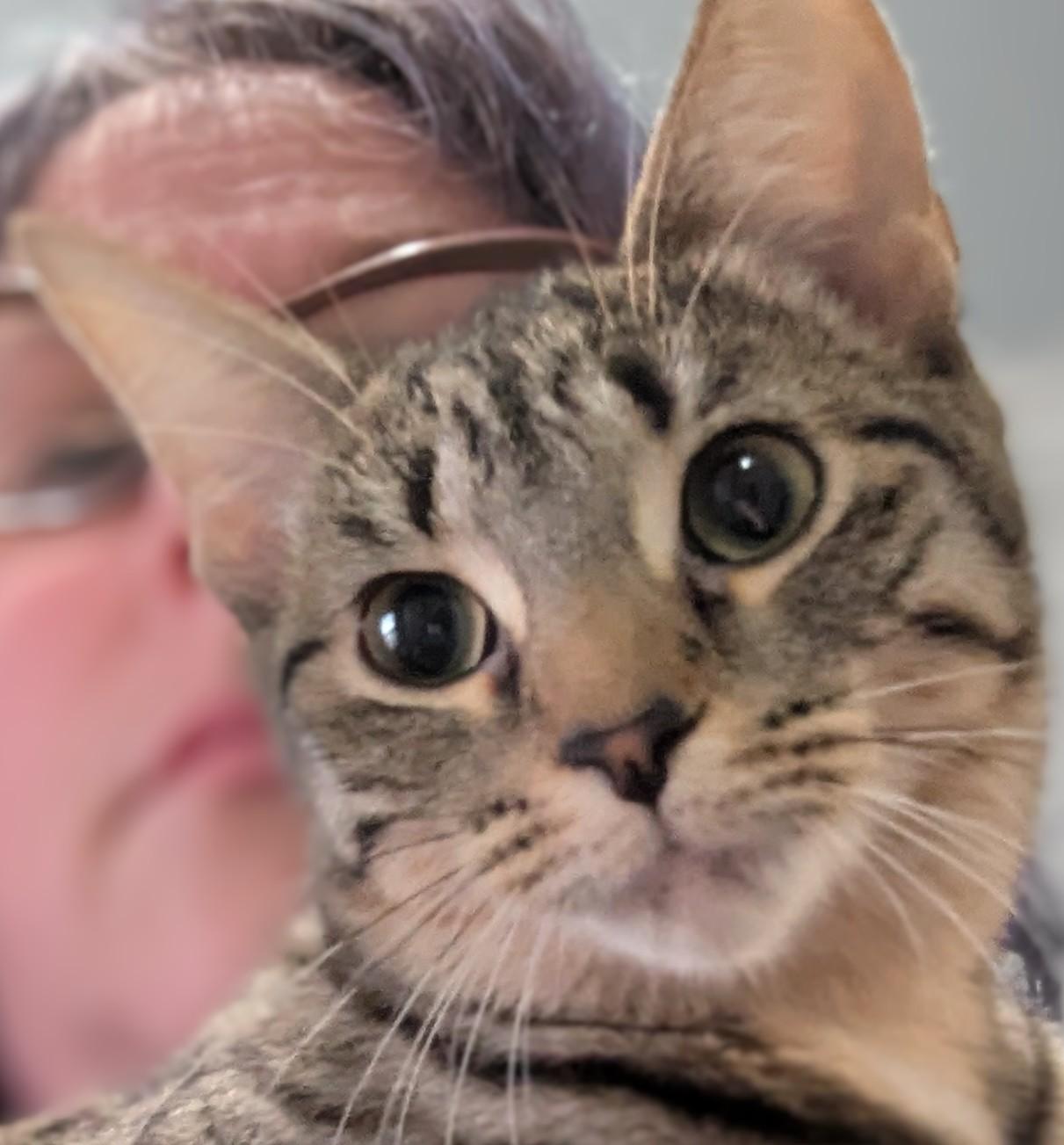 Lady Jessica, Adoptable, Young Female Tabby.