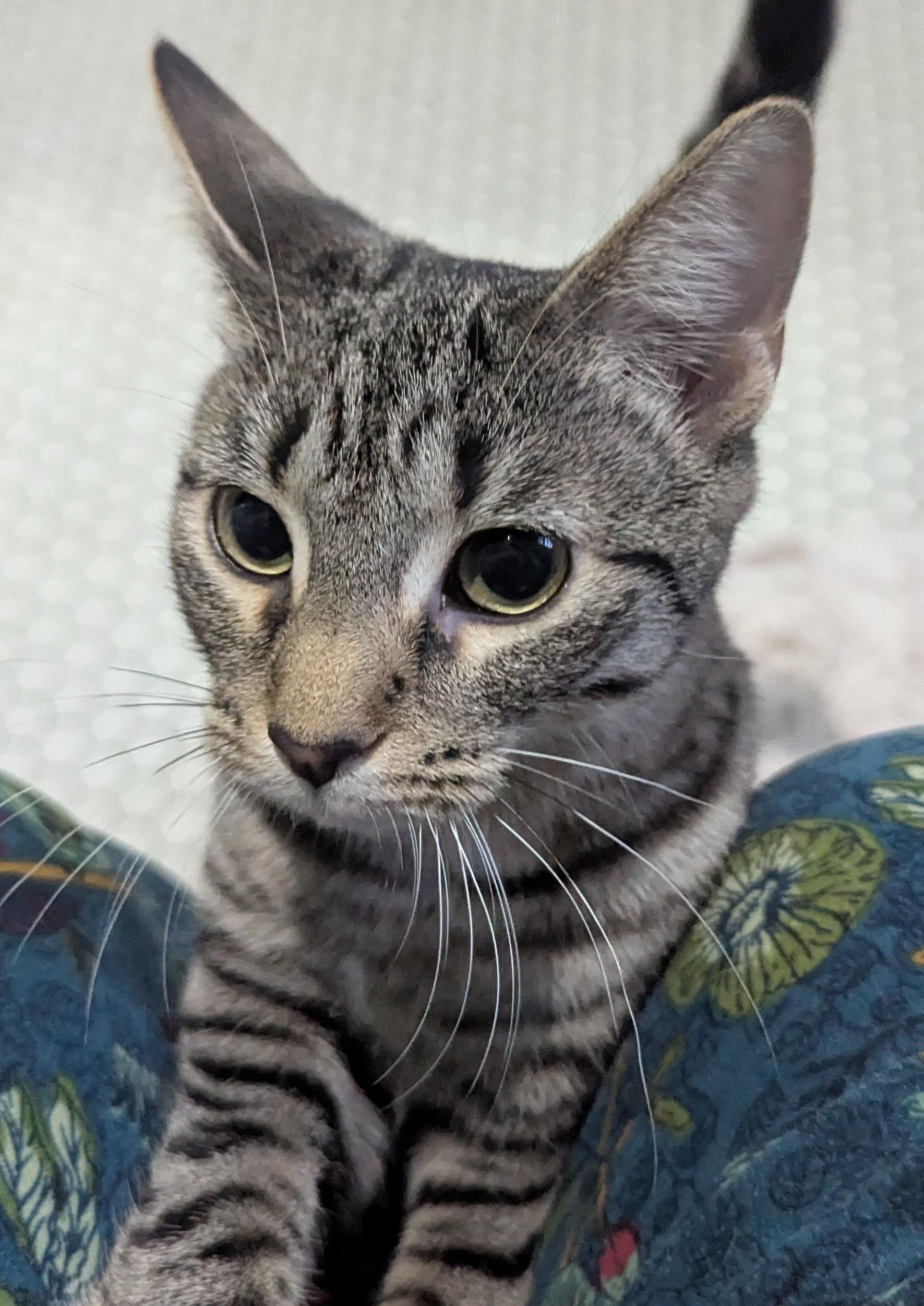 Lady Jessica, a Adoptable Tabby in Livonia, MI image 2/6