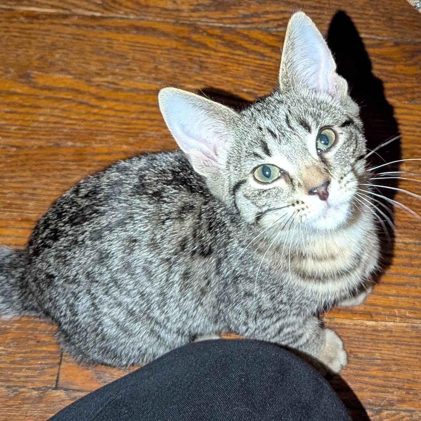 Lady Jessica, a Adoptable Tabby in Livonia, MI image 4/6