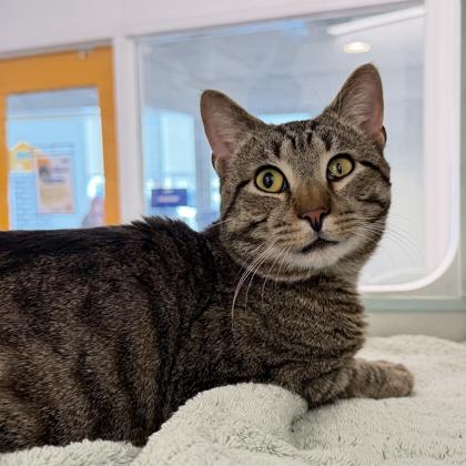 Dodge, Adoptable, Adult Male Domestic Short Hair & Domestic Short Hair.
