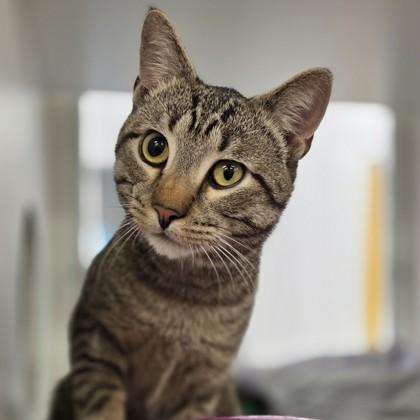 Dodge, Adoptable, Adult Male Domestic Short Hair & Domestic Short Hair.