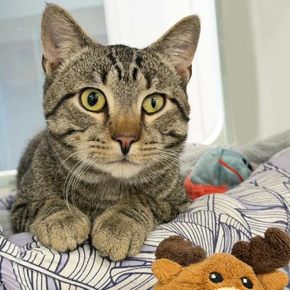 Enlarge Dodge, a Adoptable mixed breed in Voorhees, NJ image 2/3