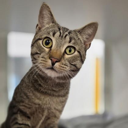 Enlarge Dodge, a Adoptable mixed breed in Voorhees, NJ image 3/3