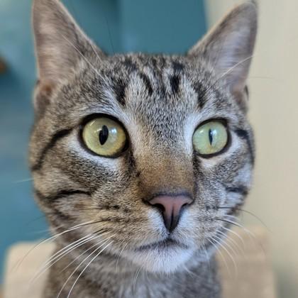 Enlarge Dodge, a Adoptable mixed breed in Voorhees, NJ image 2/3