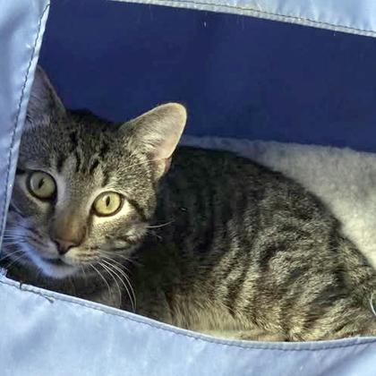 Enlarge Dodge, a Adoptable mixed breed in Voorhees, NJ image 1/2