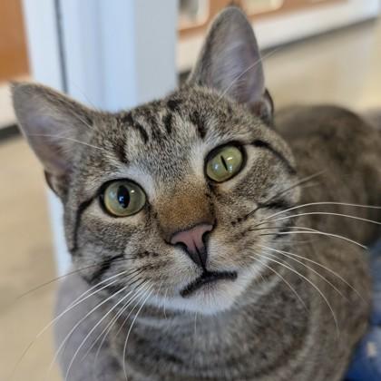 Enlarge Dodge, a Adoptable mixed breed in Voorhees, NJ image 3/3