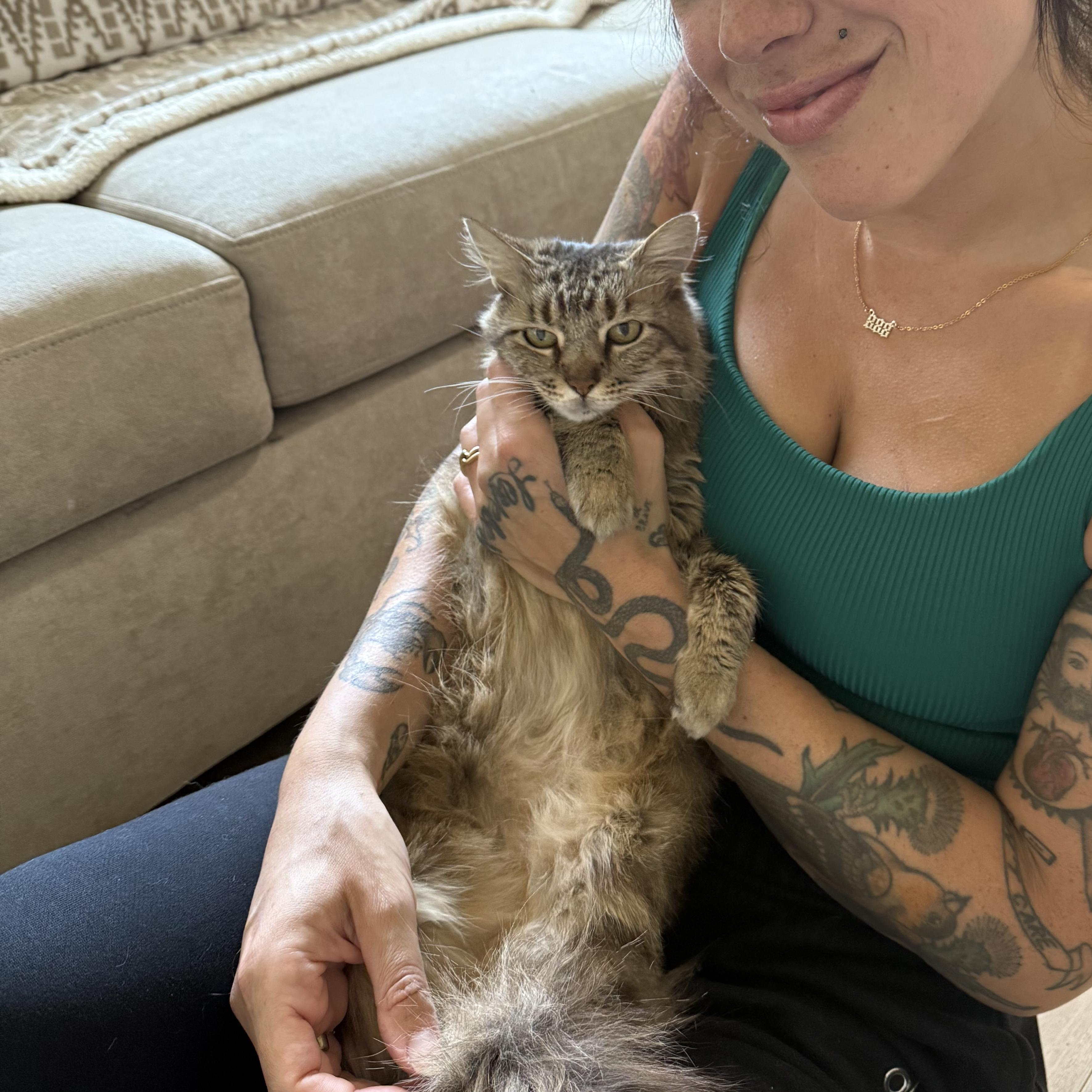 Mila, a Adoptable Domestic Medium Hair in Los Angeles, CA image 5/6