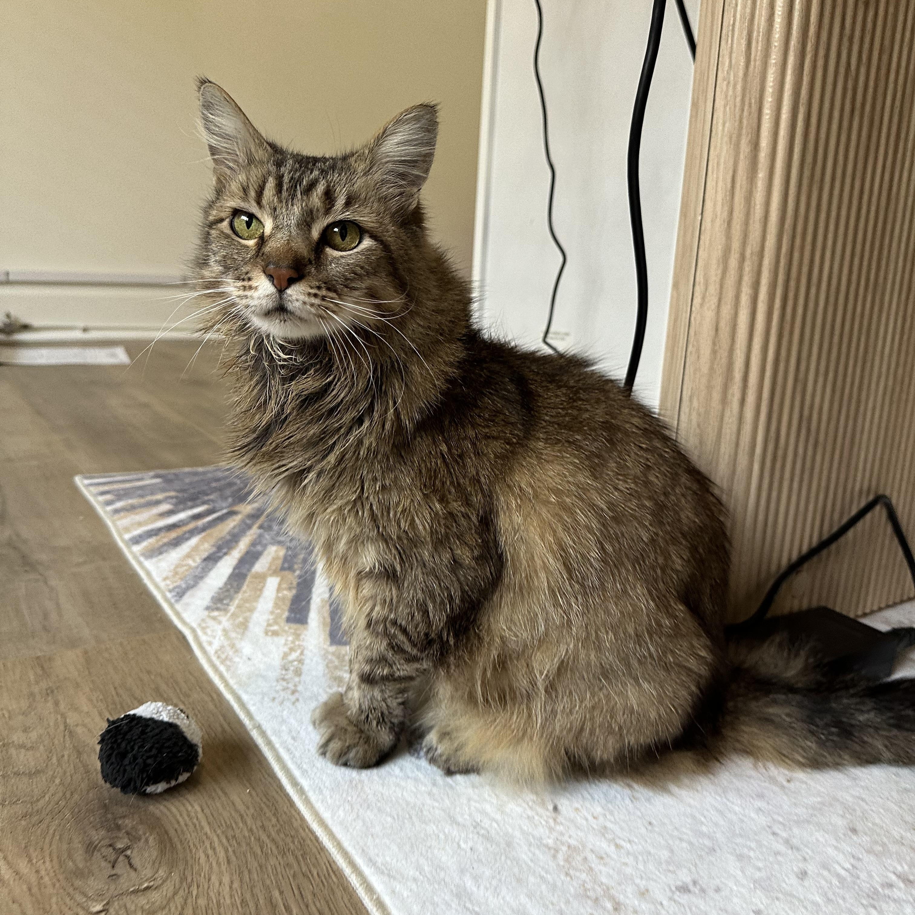 Beautiful sweet loving senior alert Mila isnt just a pretty fluffy faceshes the perfect mix of
