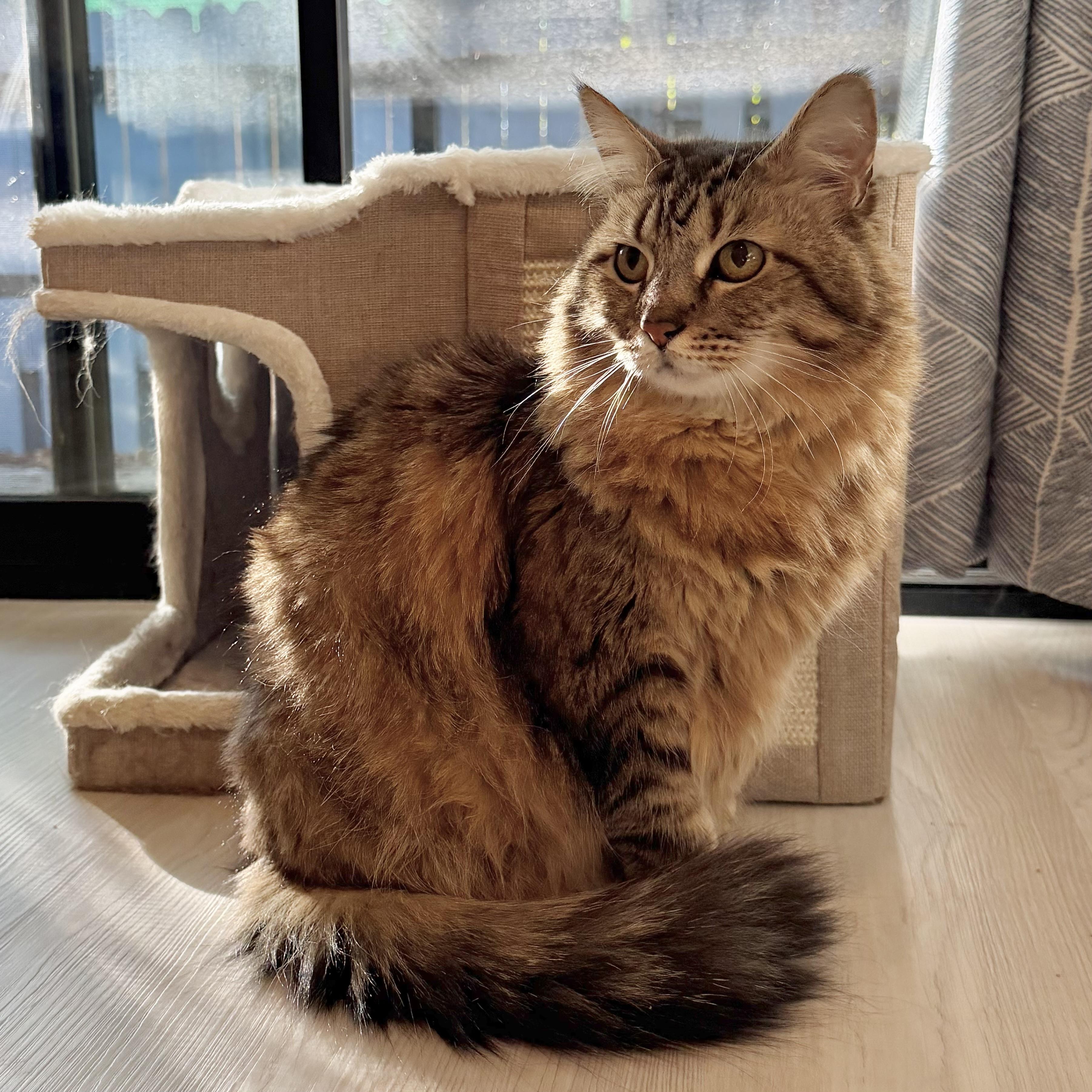Enlarge Mila, a Adoptable Domestic Medium Hair in Los Angeles, CA image 1/6
