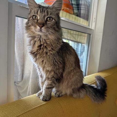 Mila, a Adoptable Domestic Medium Hair in Los Angeles, CA image 1/6