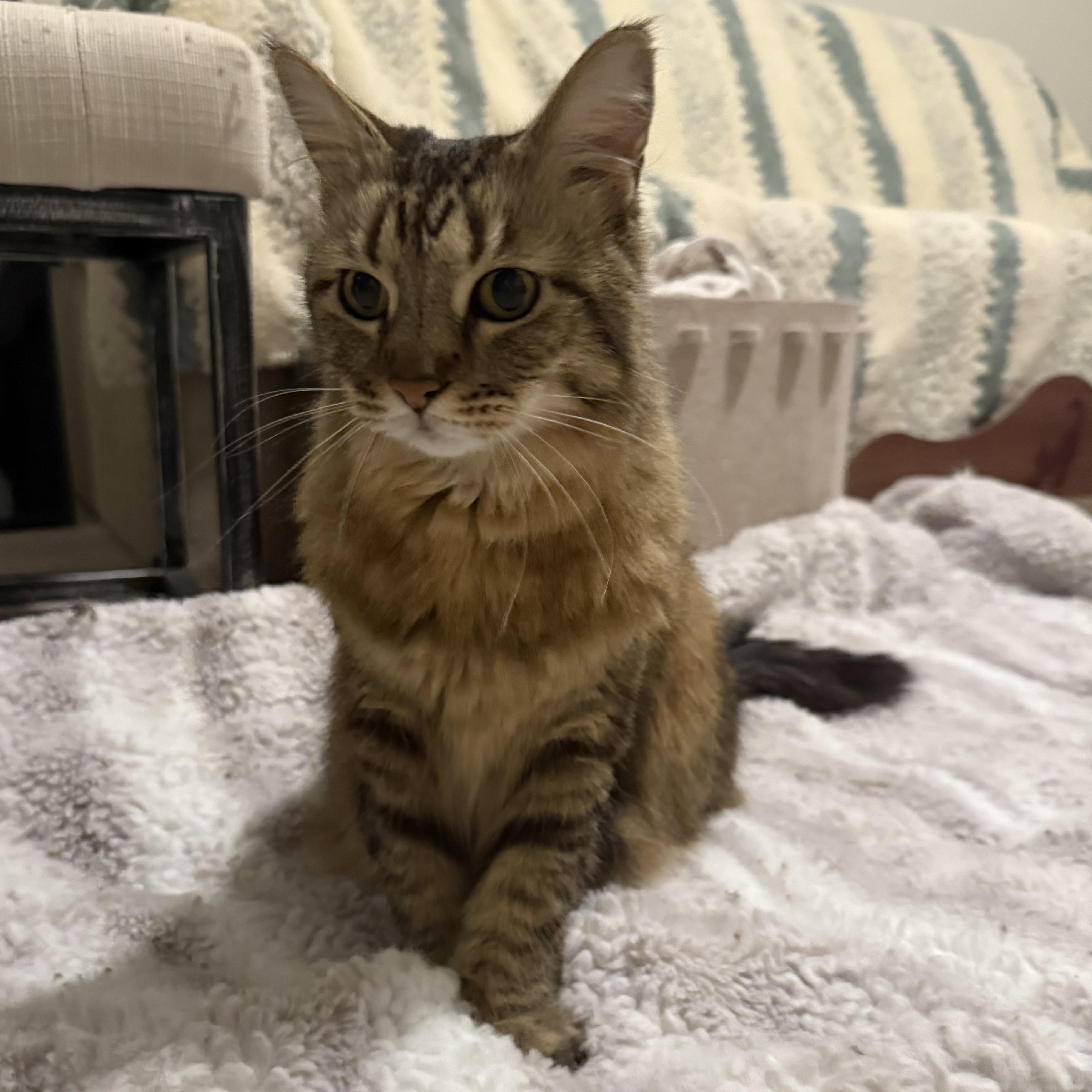 Mila, a Adoptable Domestic Medium Hair in Los Angeles, CA image 6/6