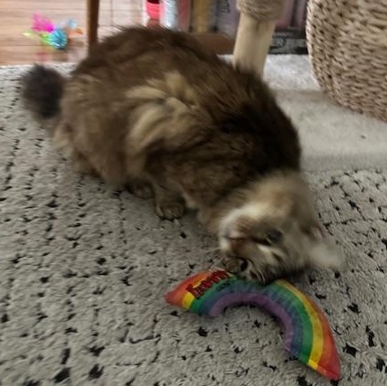 Mila, a Adoptable Domestic Medium Hair in Los Angeles, CA image 3/6