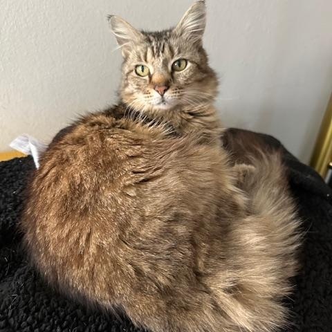 Mila, a Adoptable Domestic Medium Hair in Los Angeles, CA image 4/6