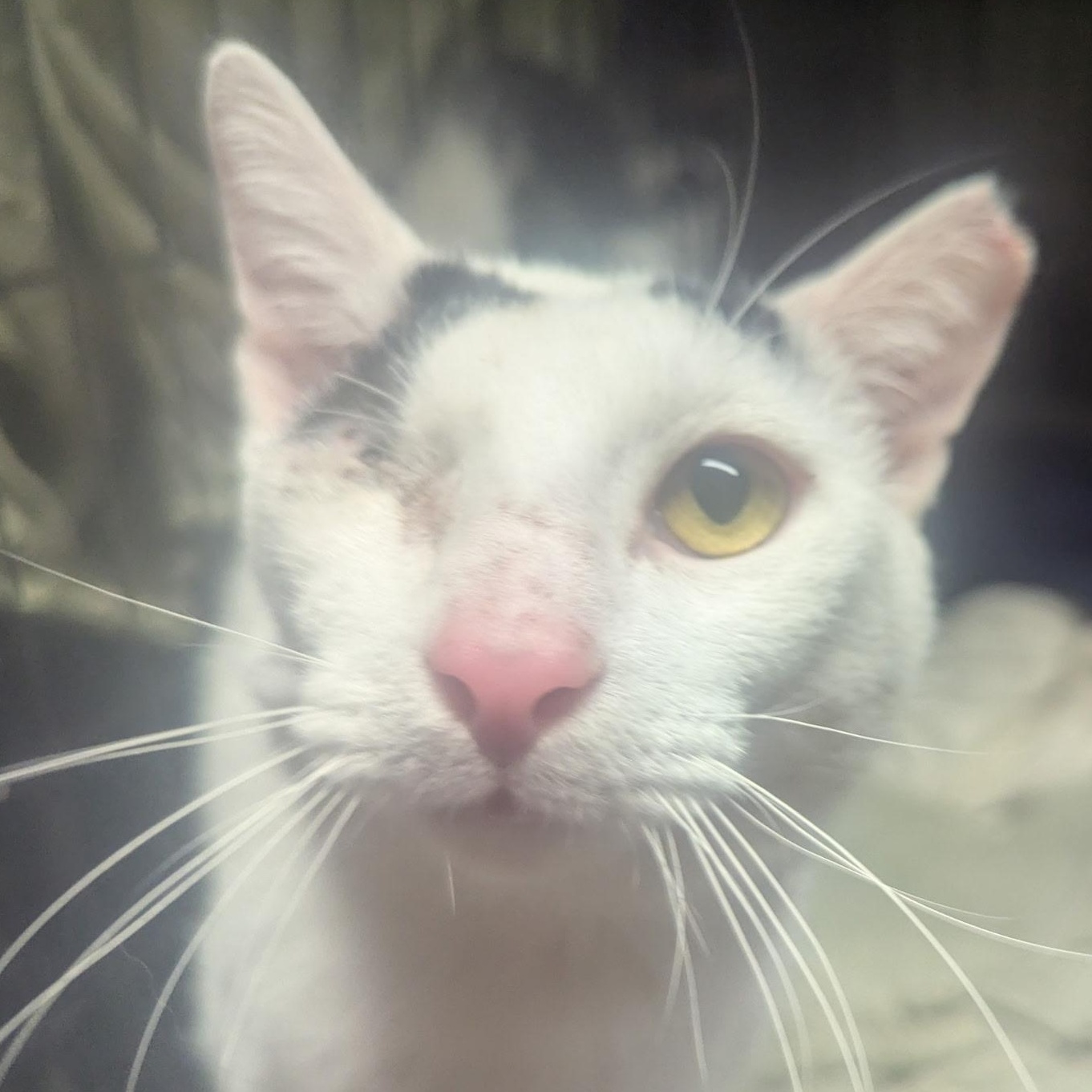 Beacon, Adoptable, Young Male Domestic Short Hair.