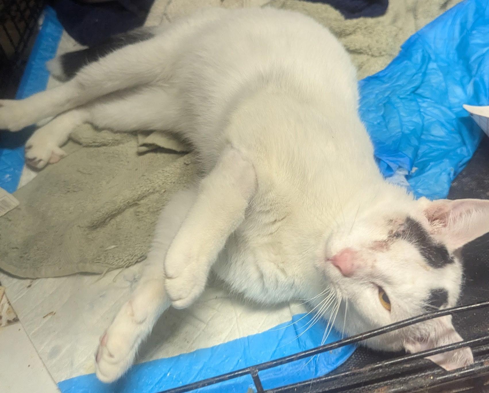 Enlarge Beacon, a Adoptable Domestic Short Hair in Beltsville, MD image 2/2