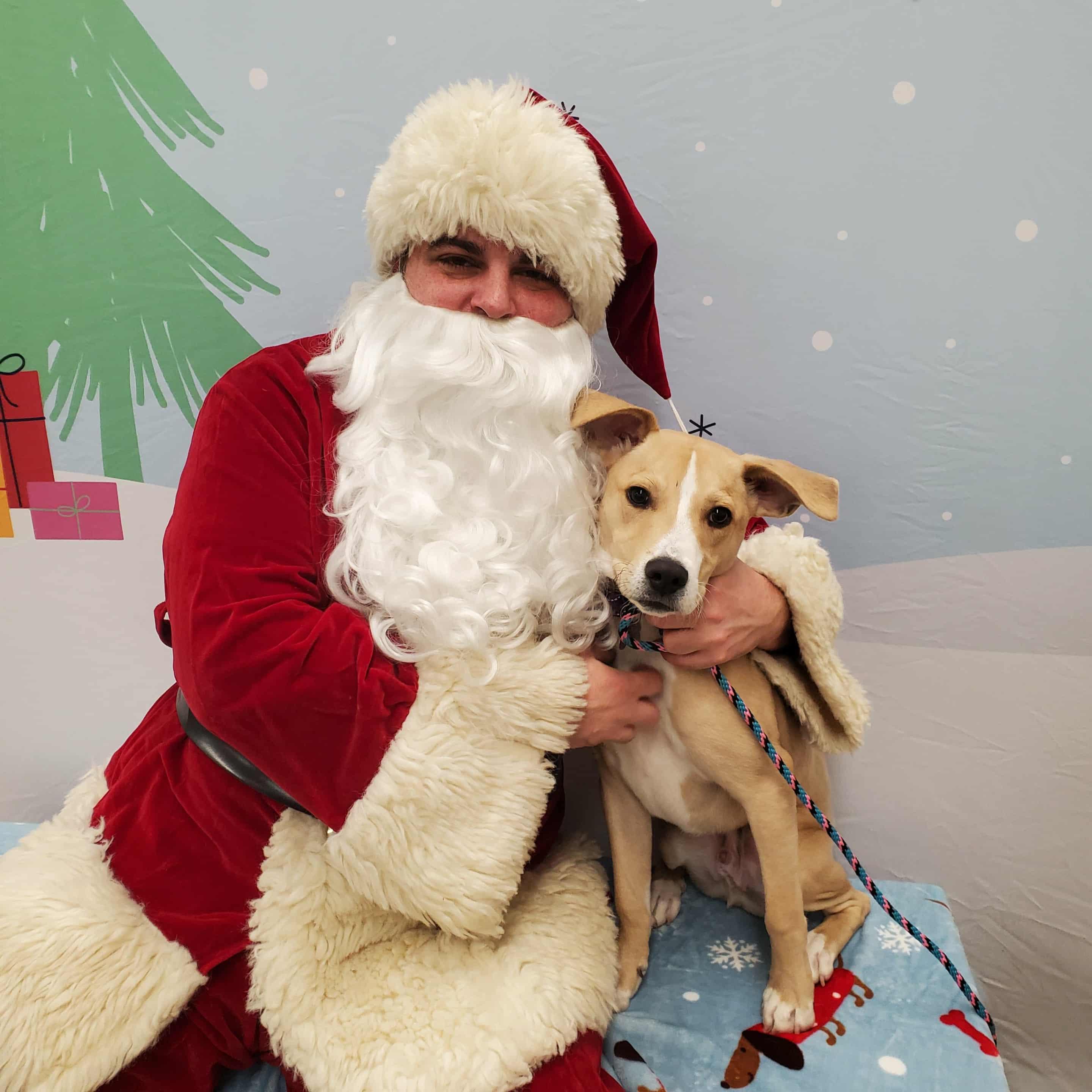 Enlarge Petey - Paws Behind Bars Prison Trained, a ADOPTABLE mixed breed in Goshen, KY image 5/6