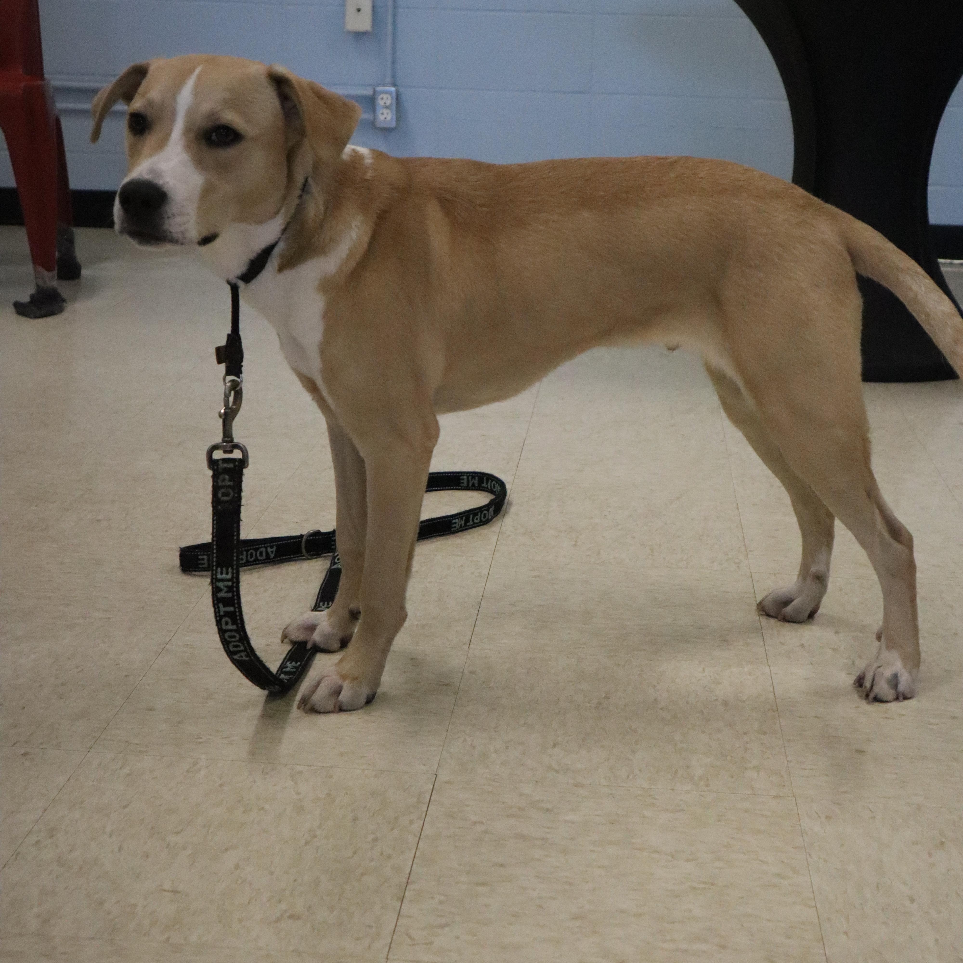 Petey - Paws Behind Bars Prison Trained, ADOPTABLE, Young Male Labrador Retriever.