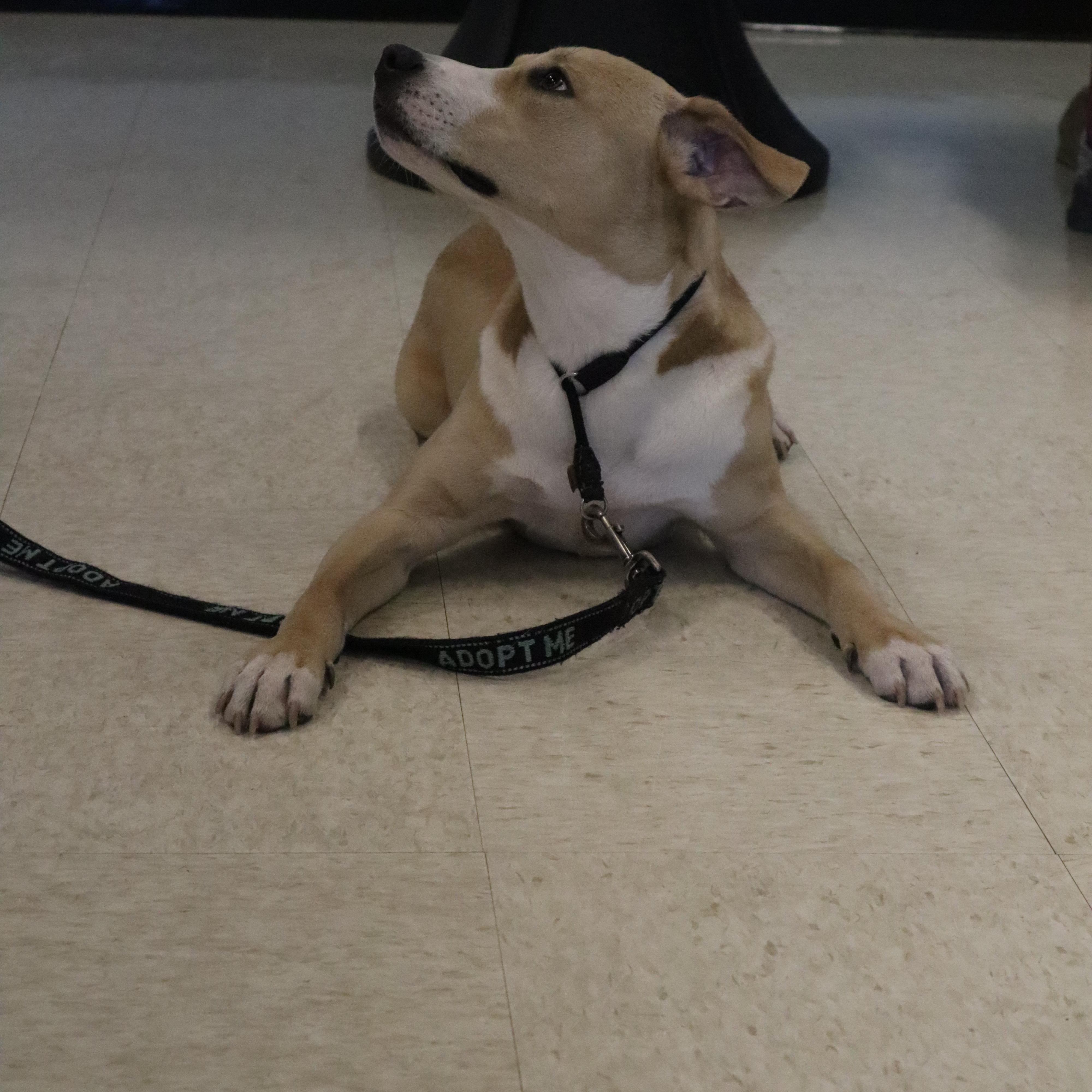 Enlarge Petey - Paws Behind Bars Prison Trained, a ADOPTABLE mixed breed in Goshen, KY image 3/6