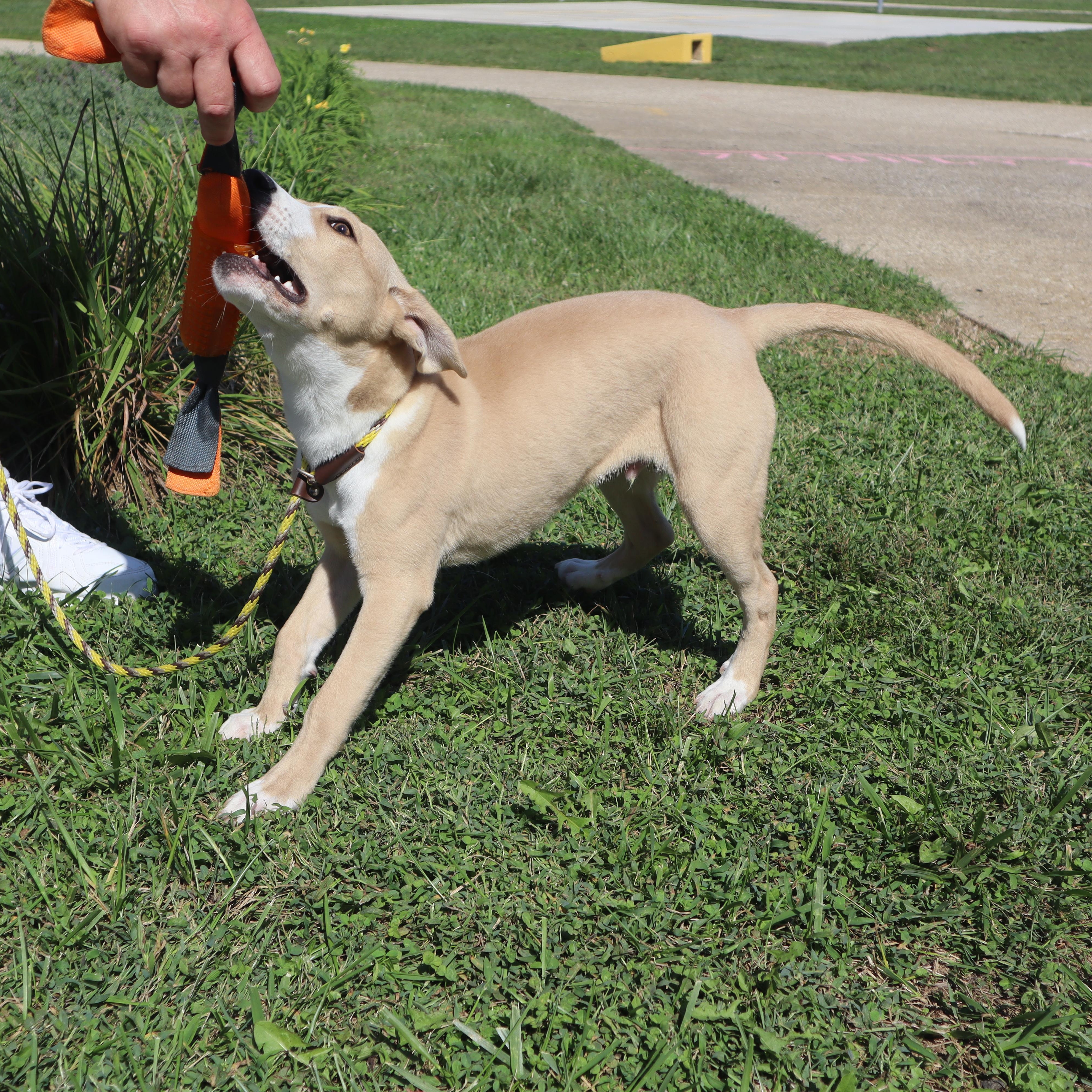 Enlarge Petey - Paws Behind Bars Prison Trained, a ADOPTABLE mixed breed in Goshen, KY image 6/6