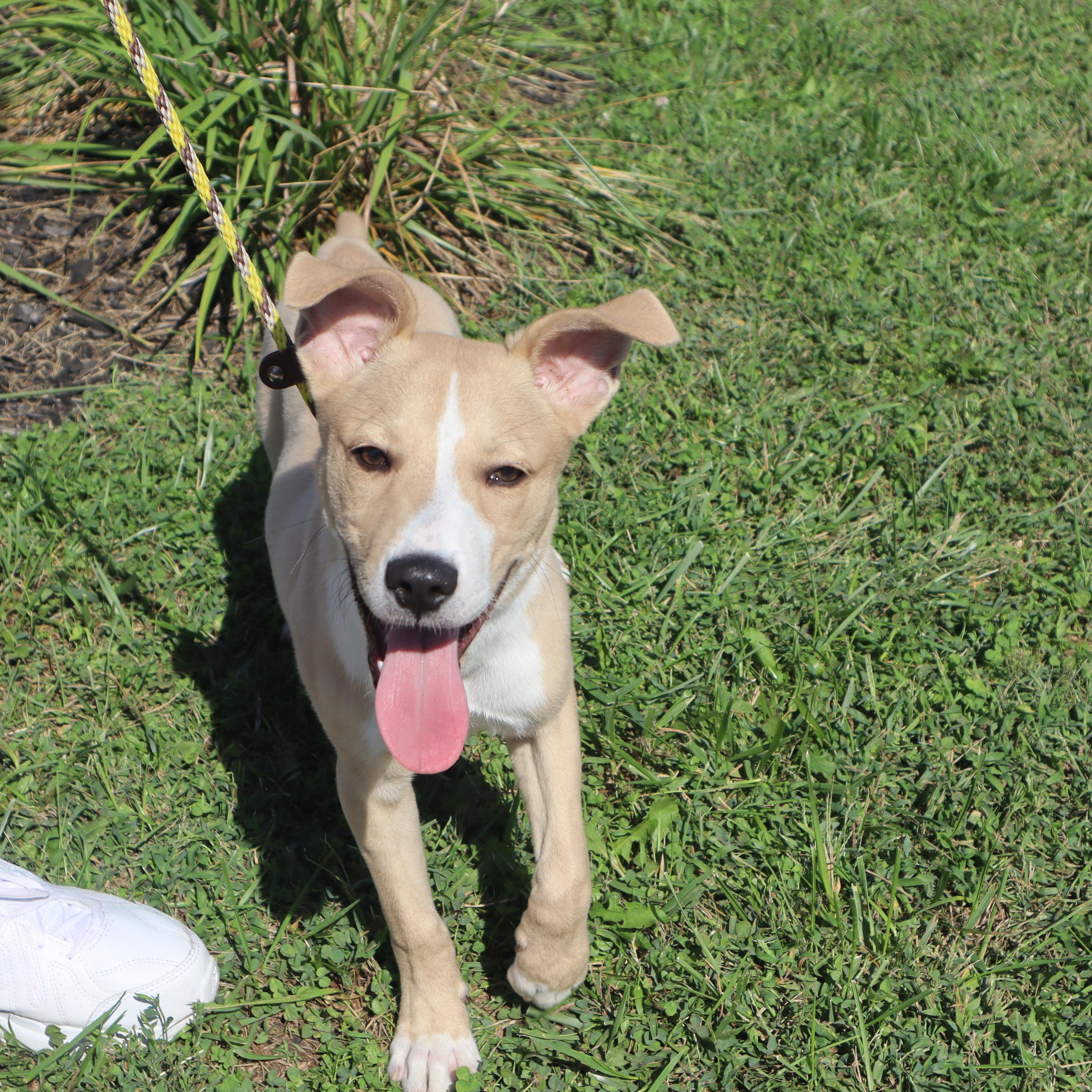 Enlarge Petey - Paws Behind Bars Prison Trained, a ADOPTABLE mixed breed in Goshen, KY image 2/6