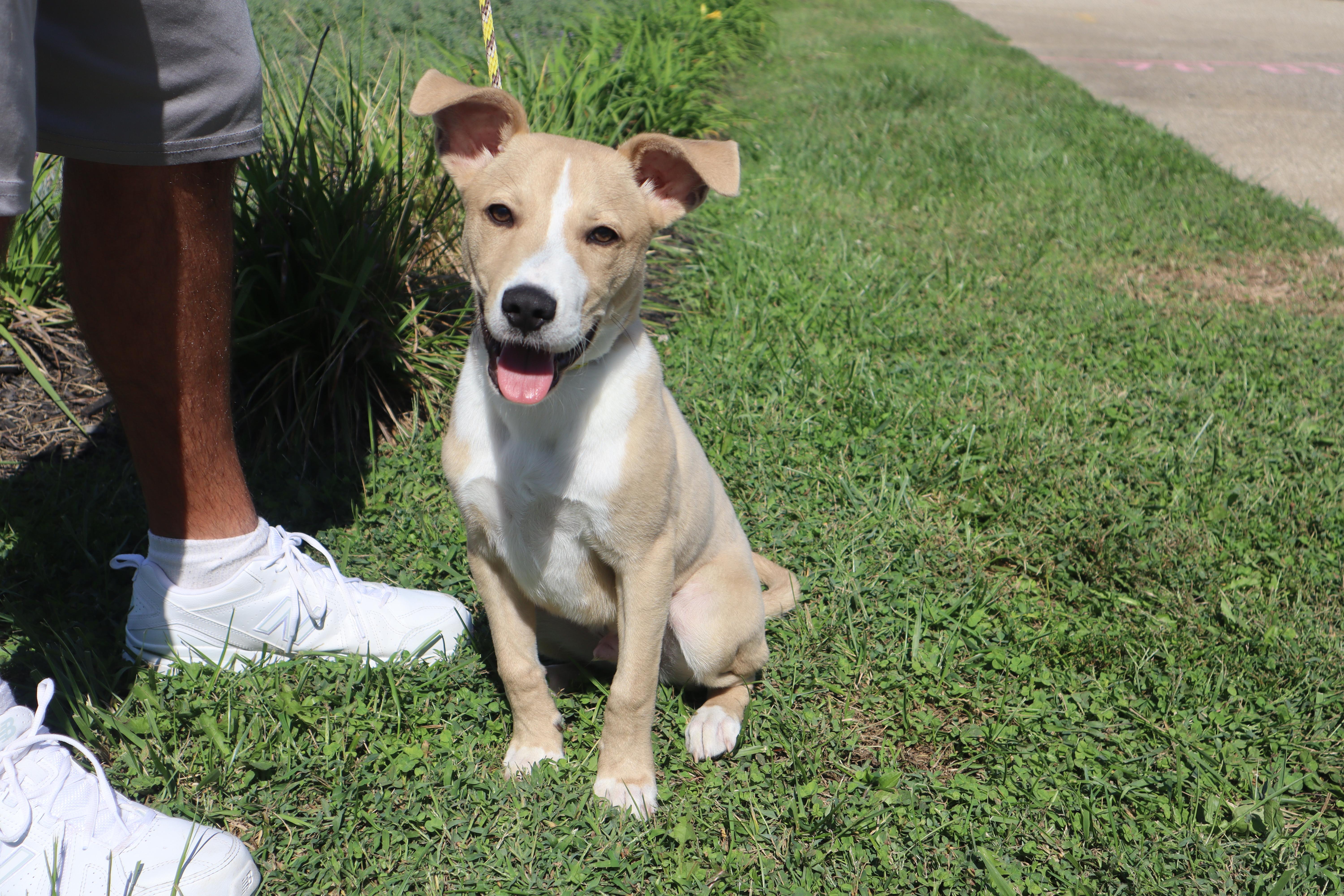Enlarge Petey - Paws Behind Bars Prison Trained, a ADOPTABLE mixed breed in Goshen, KY image 4/6