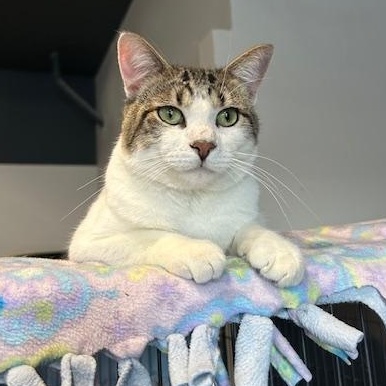 Michael, an adoptable Domestic Short Hair in Devils Lake, ND, 58301 | Photo Image 3