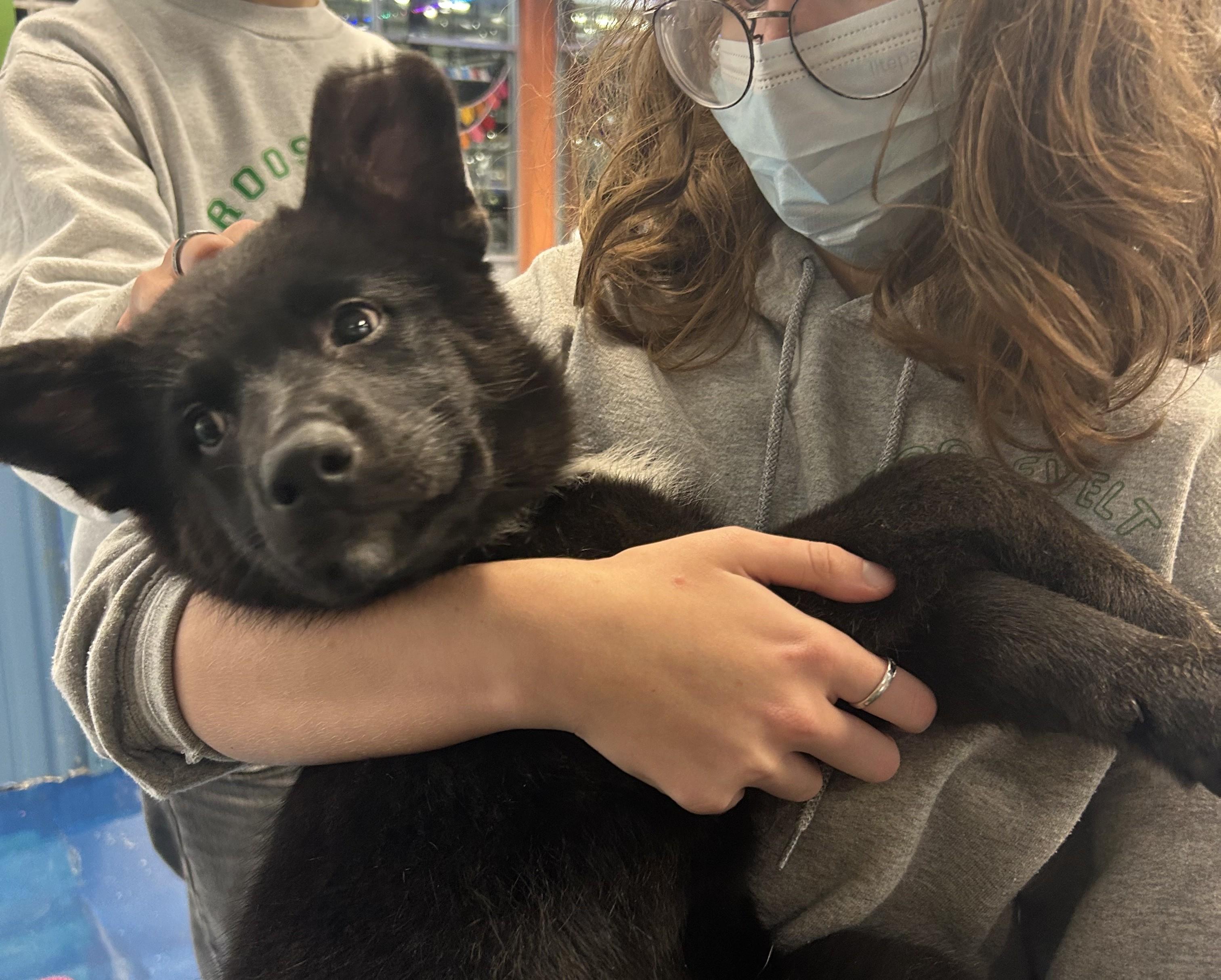 Enlarge Stuffing, a ADOPTABLE mixed breed in Seattle, WA image 2/4