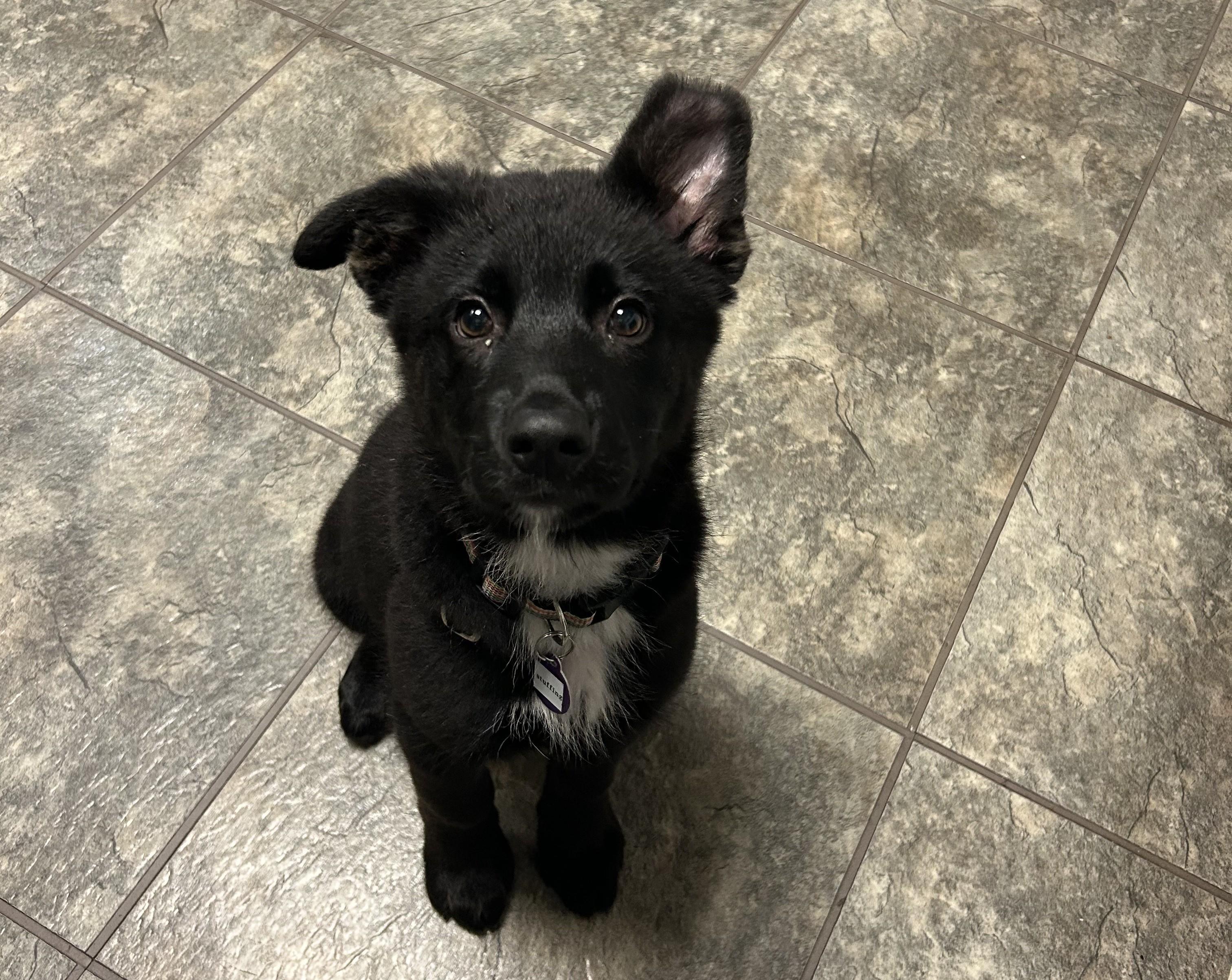 Stuffing, ADOPTABLE, Puppy Male Shepherd.