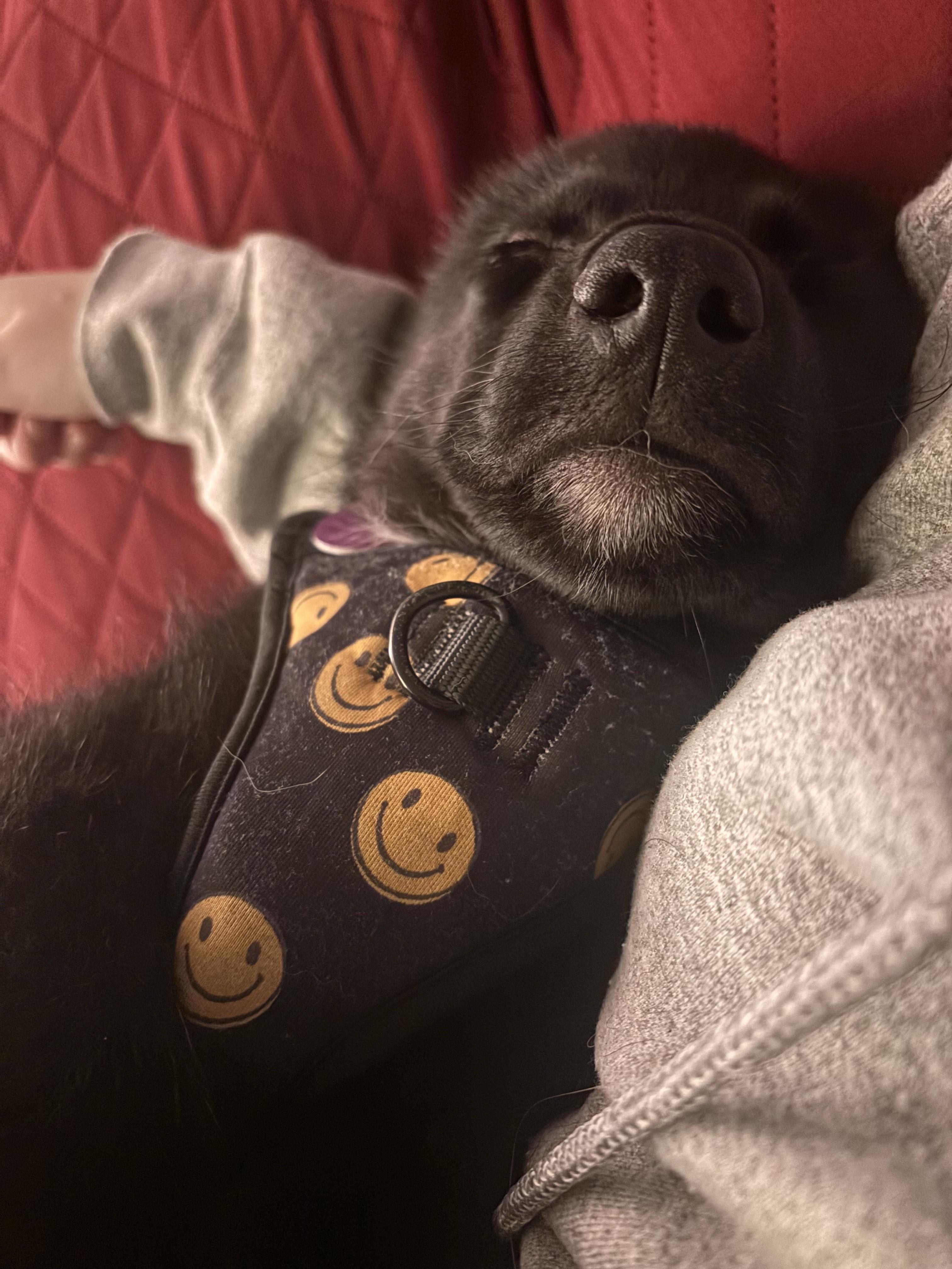 Enlarge Stuffing, a ADOPTABLE mixed breed in Seattle, WA image 4/4