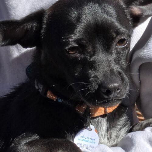 Enlarge Tipper, a Adoptable Chiweenie in Lincolnshire, IL image 1/2