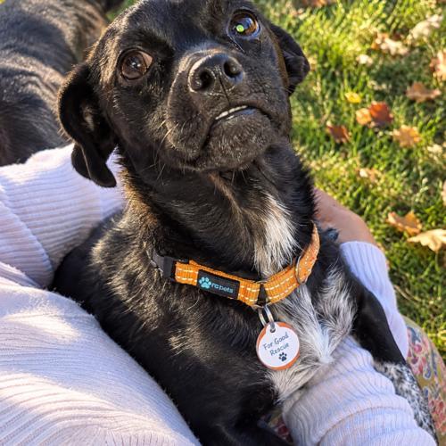 Enlarge Tipper, a Adoptable Chiweenie in Lincolnshire, IL image 2/2