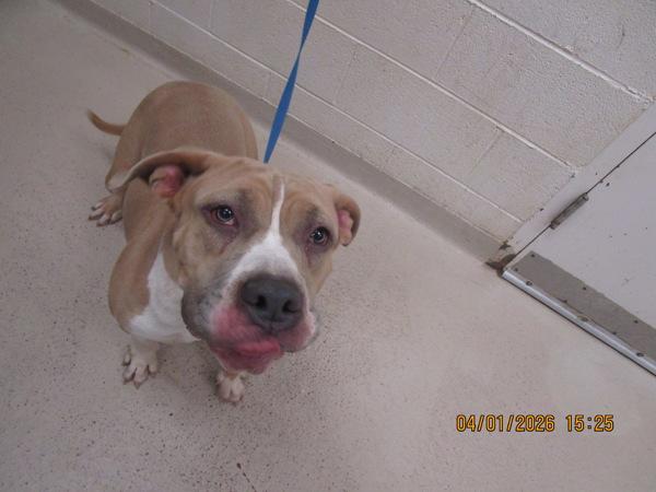 Eliza(56), Adoptable, Young Female Pit Bull Terrier.