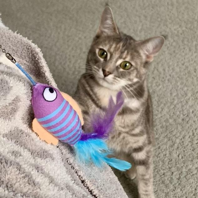 Isadora, Adoptable, Adult Female Domestic Short Hair.