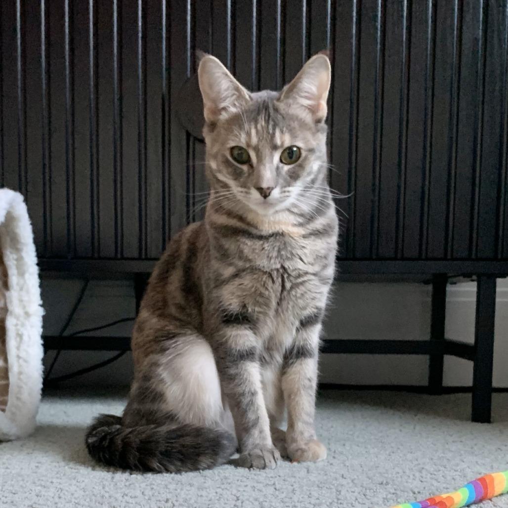 Isadora, a Adoptable Domestic Short Hair in Lions Bay, BC image 3/6