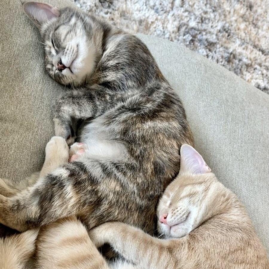 Isadora, a Adoptable Domestic Short Hair in Lions Bay, BC image 4/6