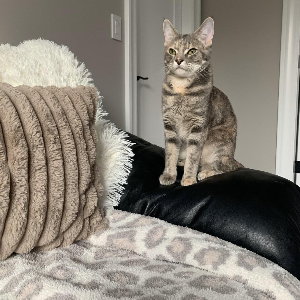 Isadora, a Adoptable Domestic Short Hair in Lions Bay, BC image 5/6