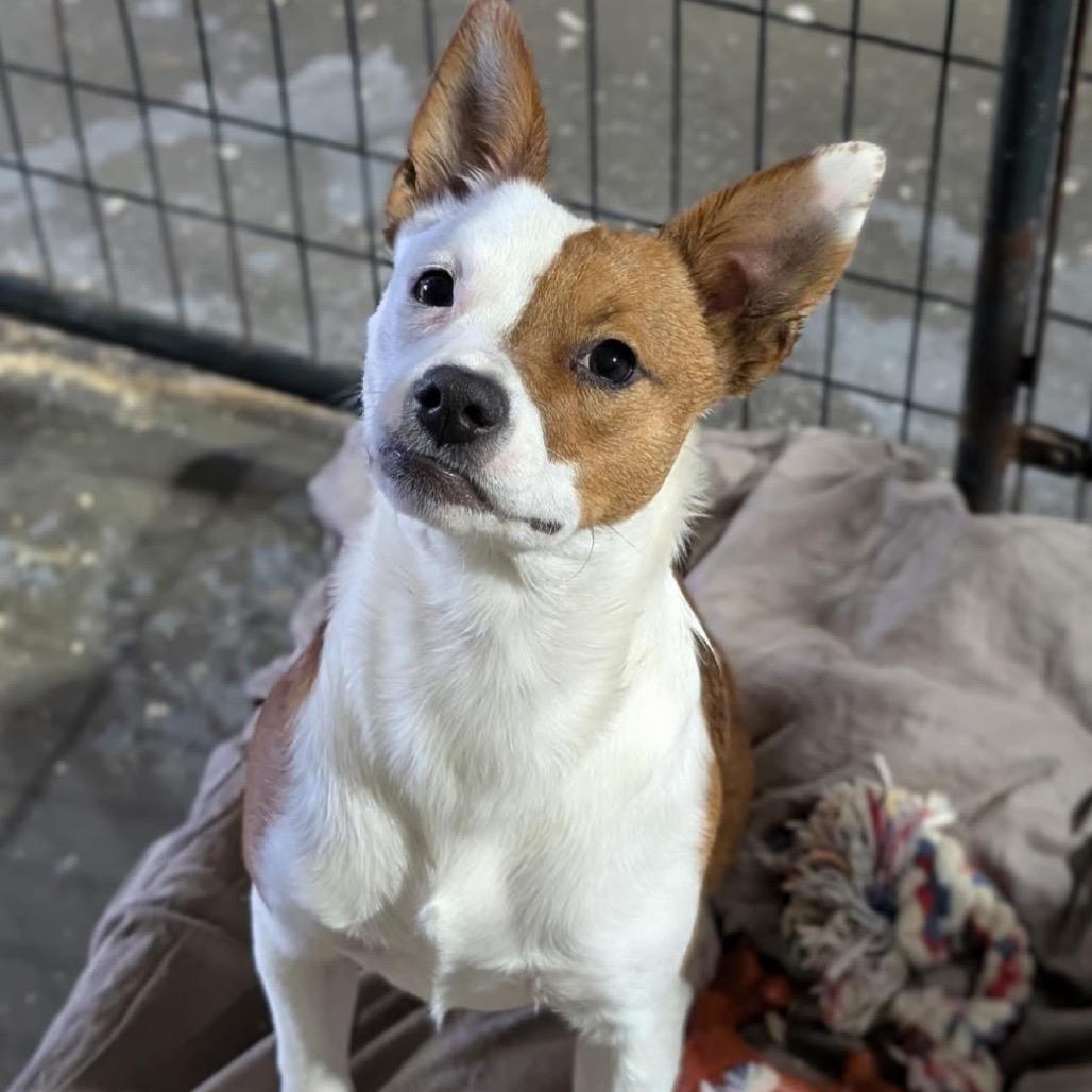 Betsy, Adoptable, Adult Female Mixed Breed.