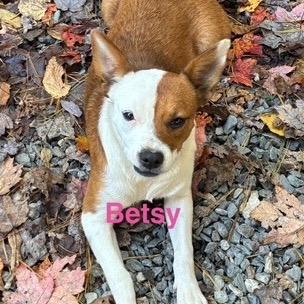 Betsy, Adoptable, Adult Female Mixed Breed.