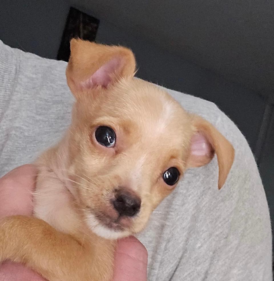 Enlarge Chestnut, a ADOPTABLE mixed breed in Penryn, CA image 1/1