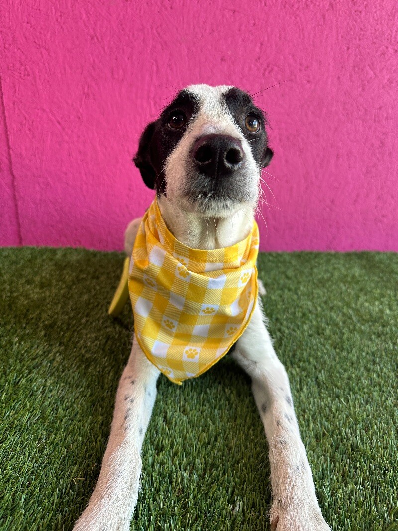 Dog for adoption Pancake, a Parson Russell Terrier & Fox Terrier Mix