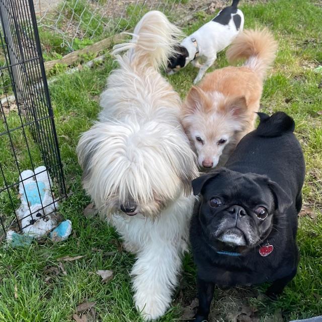 Enlarge Harry, a ADOPTABLE Shih Tzu in Memphis, TN image 4/4