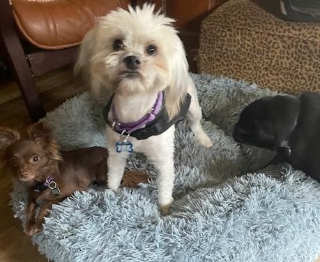 Enlarge Harry, a ADOPTABLE Shih Tzu in Memphis, TN image 3/4