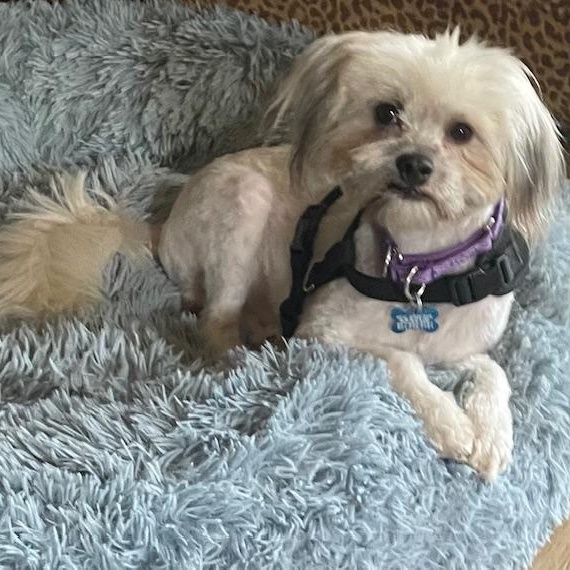 Enlarge Harry, a ADOPTABLE Shih Tzu in Memphis, TN image 1/4