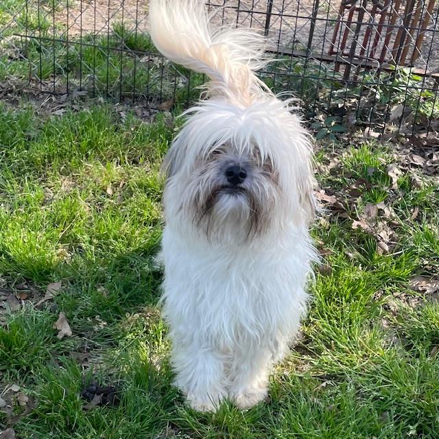Enlarge Harry, a ADOPTABLE Shih Tzu in Memphis, TN image 2/4