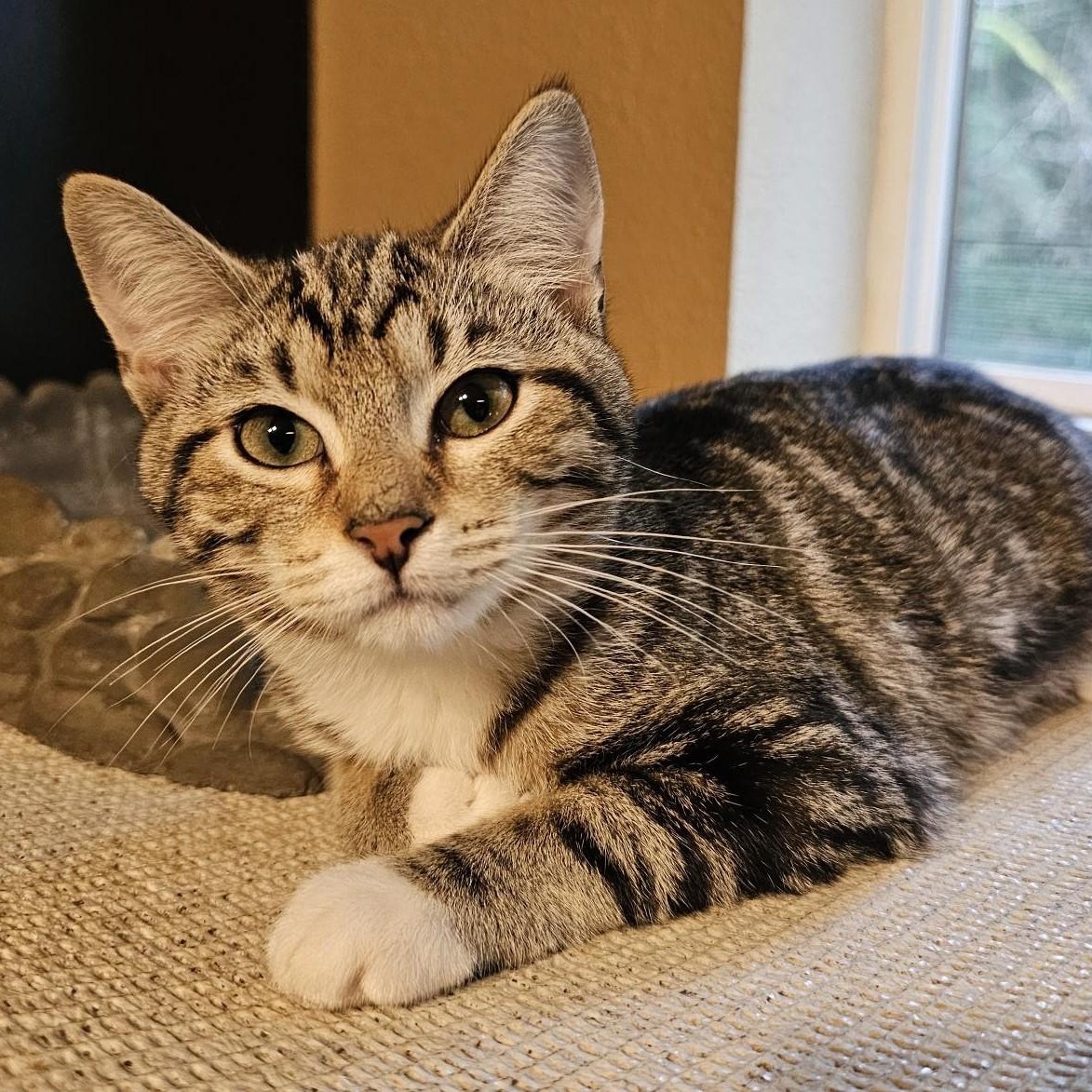 Enlarge Esther - Playful and Sweet, an adopted Tabby in Hoquiam, WA image 1/6