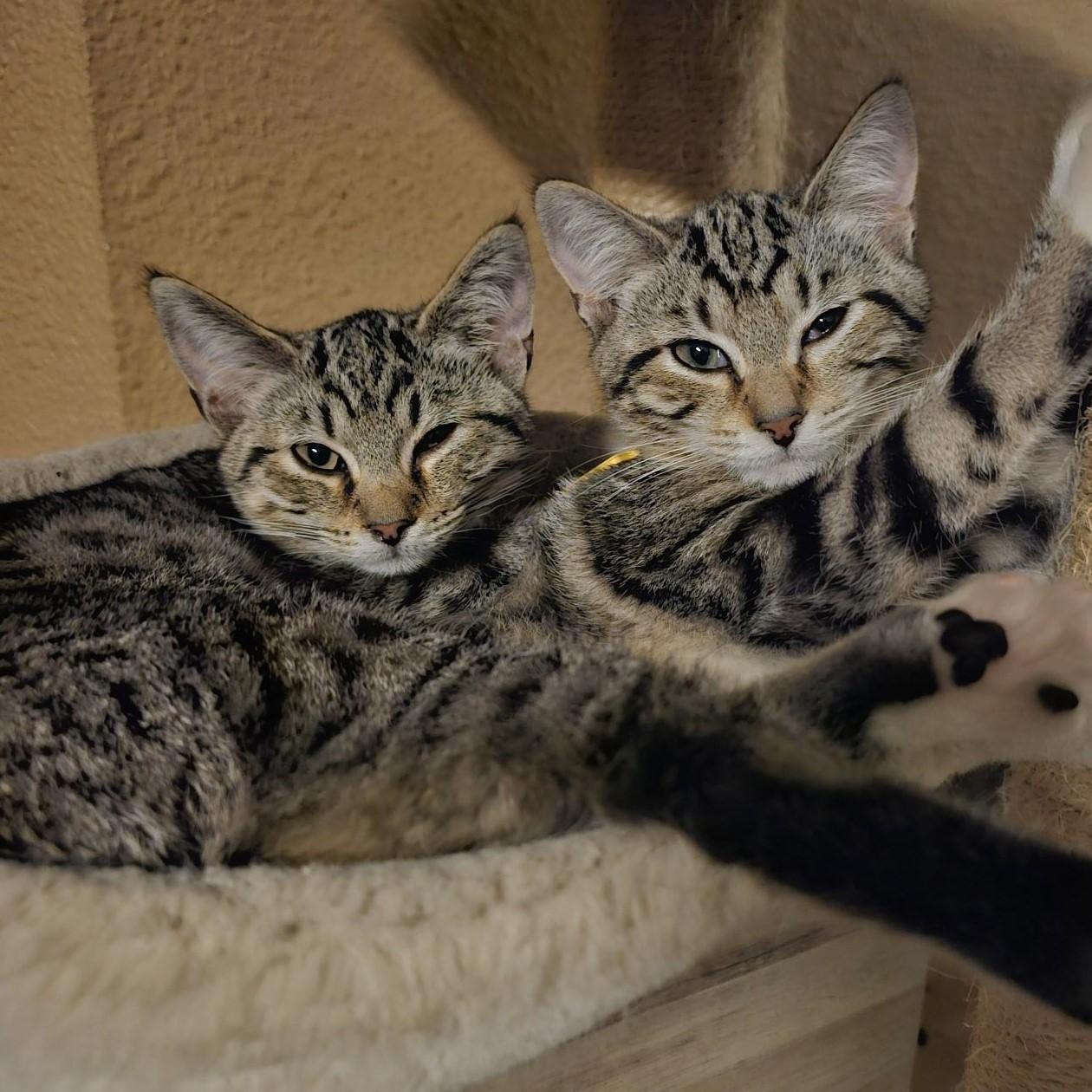 Enlarge Esther - Playful and Sweet, an adopted Tabby in Hoquiam, WA image 2/6